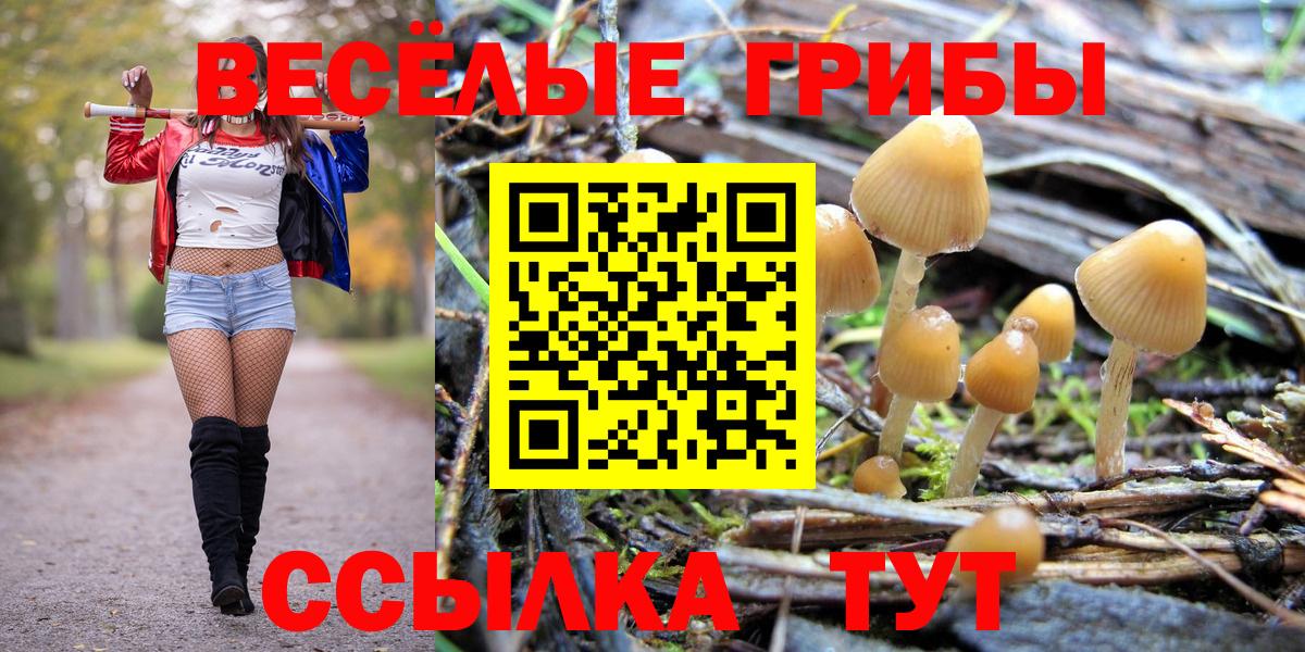Галлюциногенные грибы GOLDEN TEACHER  Вход с VPN  Гусиноозёрск 